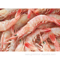 Pink-Shrimp